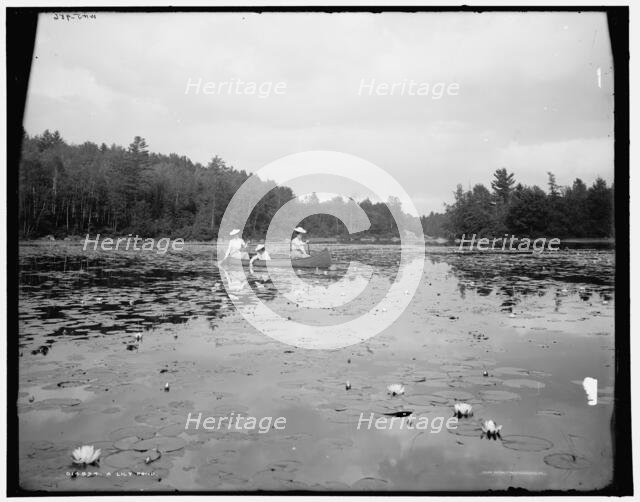 A lily pond, c1902. Creator: William H. Jackson.