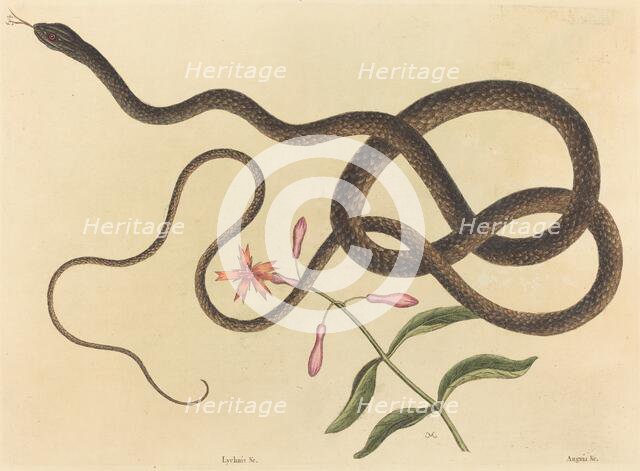 The Coach-whip Snake (Coluber flagellum), published 1731-1743. Creator: Mark Catesby.