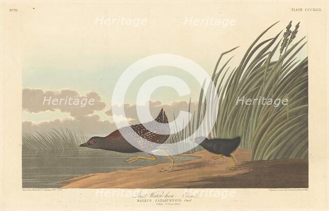 Least Water-hen, 1836. Creator: Robert Havell.