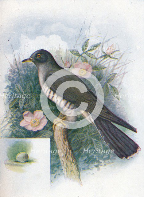 'Cuckoo - Cuc'ulus cano'rus', c1910, (1910). Artist: George James Rankin.