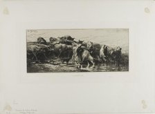 Cows Drinking, 1866. Creator: Charles Emile Jacque.