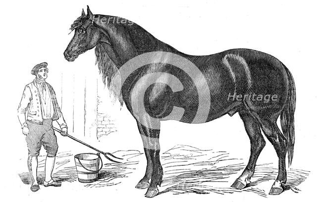 The giant horse exhibited at Southampton, 1844. Creator: Unknown.