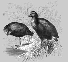 'The Great Purple Gallinule (Porphyrio hyacinthinus); A Bird nesting Expedition in a North..., 1875. Creator: Unknown.