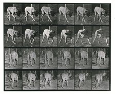 Dog; walking; interrupted, mastiff  Dread, 1887.  Creator: Eadweard J Muybridge.