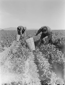 Pea pickers near Calipatria, California, 1939. Creator: Dorothea Lange.