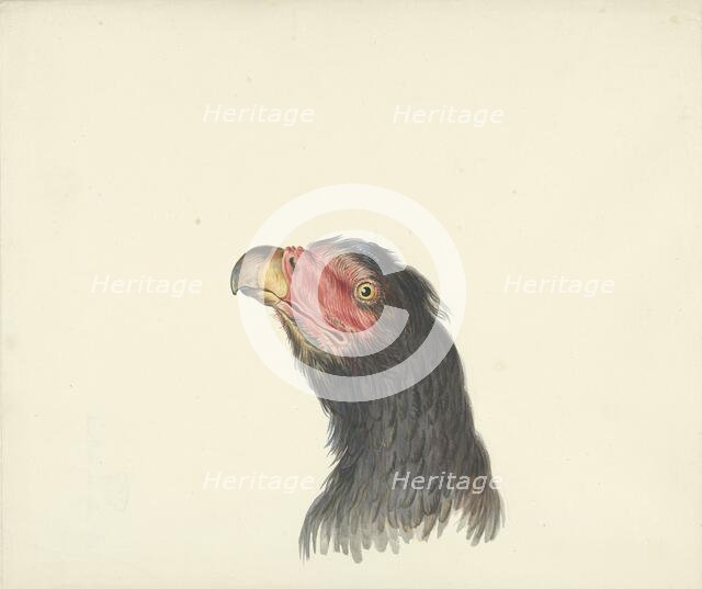 Vulture, 1763-1824. Creator: Circle of François Le Vaillant.