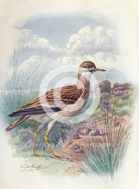 'Stone-Curlew, Norfolk Plover, or Thick-Knee - OEdicne'mus scol'opax', c1910, (1910). Artist: George James Rankin.
