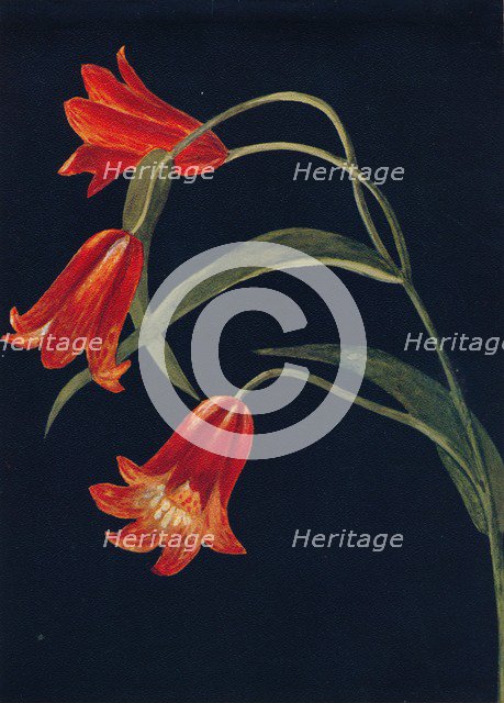 'Scarlet Fritillaria',  c1915, (1915). Artist: Emma Graham Clock.