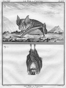 'Le Fer-A-Cheval & Le Fer-A-Cheval suspendu par les pieds', c1763.  Creator: Christian Friedrich Fritzsch.