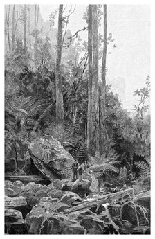 A gully in the Blue Mountains, Australia, 1886.Artist: Frederic B Schell