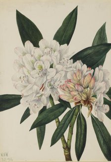 Rosebay Rhododendron (Rhododendron maximum), 1926. Creator: Mary Vaux Walcott.