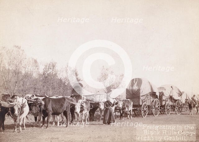 Freighting in the Black Hills, between 1887 and 1892. Creator: John C. H. Grabill.