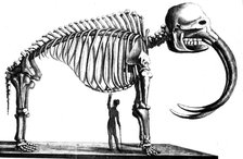 Mammoth skeleton, 1823. Artist: Unknown