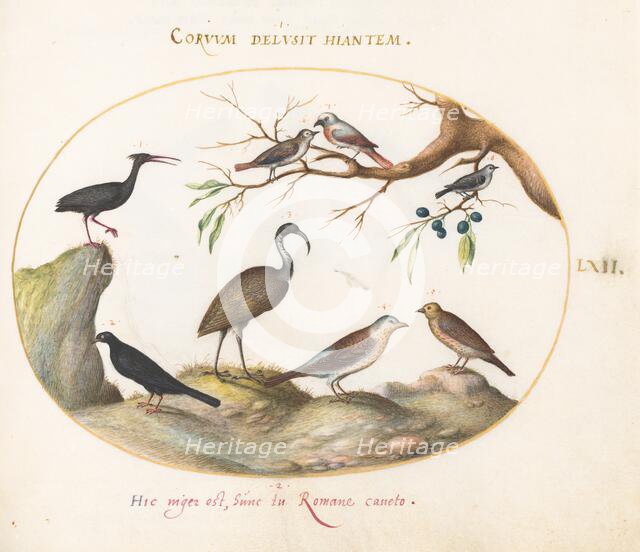 Animalia Volatilia et Amphibia (Aier): Plate LXII, c. 1575/1580. Creator: Joris Hoefnagel.