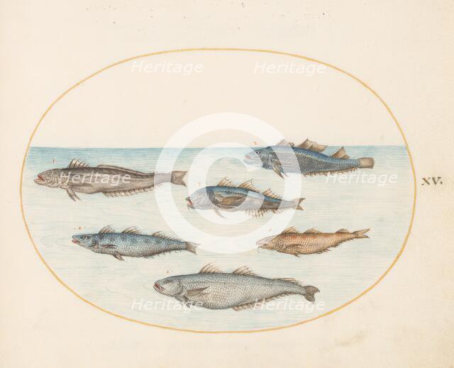 Animalia Aqvatilia et Cochiliata (Aqva): Plate XV, c. 1575/1580. Creator: Joris Hoefnagel.