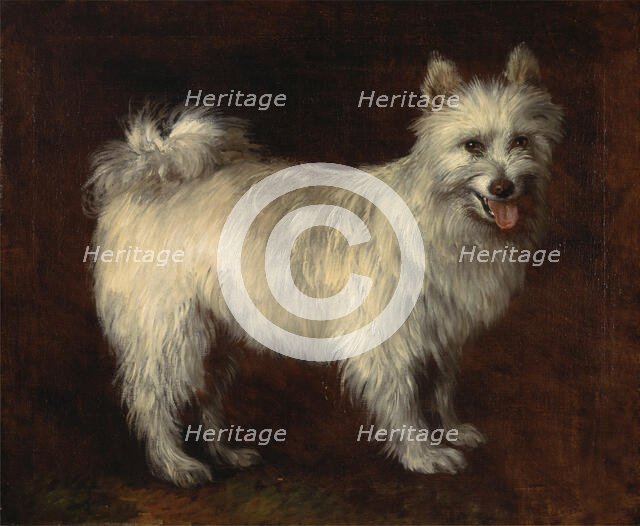 Spitz Dog;A Dog, ca. 1765. Creator: Thomas Gainsborough.