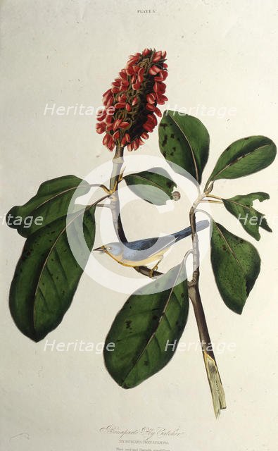 The Canada warbler. From "The Birds of America", 1827-1838. Creator: Audubon, John James (1785-1851).