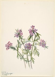 Vervain (Verbena wrightii), 1938. Creator: Mary Vaux Walcott.