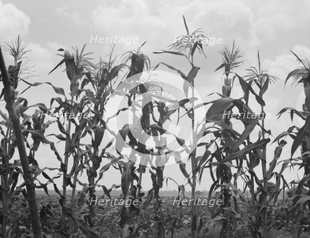 Corn, Washington County, Mississippi, 1937. Creator: Dorothea Lange.