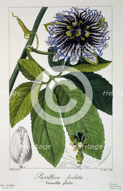 Passiflora pedata or Passion Flower, pub. 1836. Creator: Panacre Bessa (1772-1846).