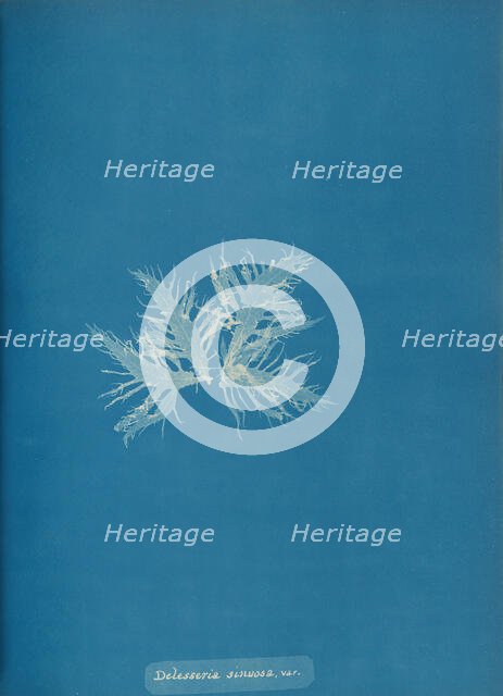 Delesseria sinvosa, var., ca. 1853. Creator: Anna Atkins.