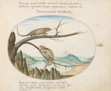 Animalia Qvadrvpedia et Reptilia (Terra): Plate LIII, c. 1575/1580. Creator: Joris Hoefnagel.