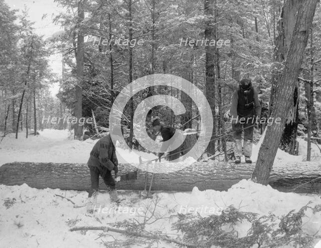 Logging, cutting lengths, between 1880 and 1899. Creator: Unknown.