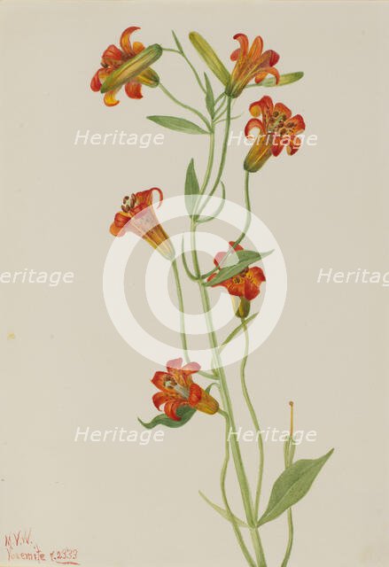 Small Tiger Lily (Lilium parvum), 1933. Creator: Mary Vaux Walcott.
