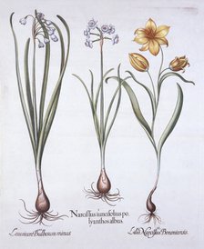 Narcissus, Tulip and Summer Snowflake, from 'Hortus Eystettensis', by Basil Besler (1561-1629), pub.