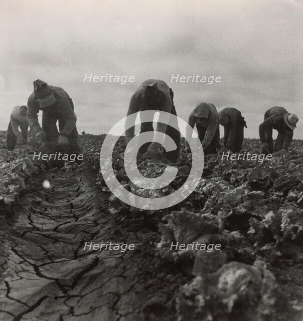 Filipinos Cutting Lettuce, Salinas, California, 1935. Creator: Dorothea Lange.