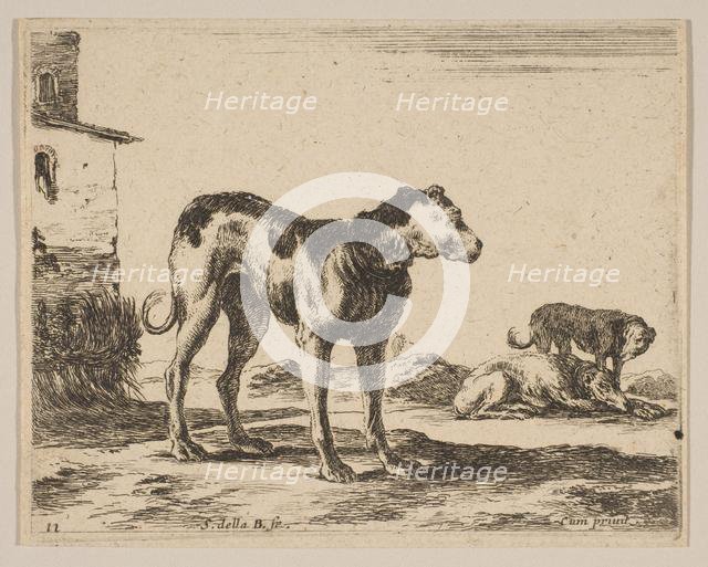 Plate 11: dogs, from 'Various animals' (Diversi animali), ca. 1641. Creator: Stefano della Bella.