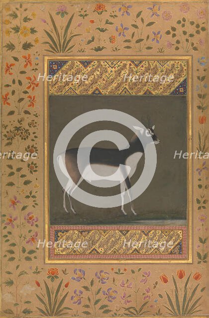 Black Buck, Folio from the Shah Jahan Album, recto: ca. 1615-20; verso: ca. 1530-50. Creator: Painting attributed to Manohar (active ca. 1582-16).
