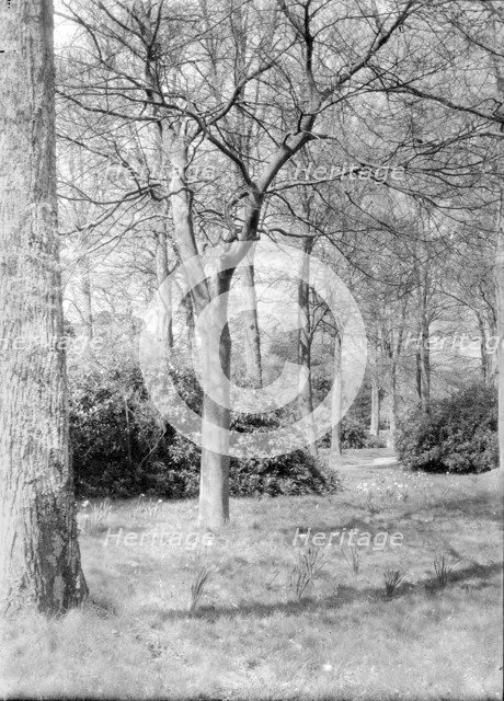 Trees and daffodils, c1935. Creator: Kirk & Sons of Cowes.