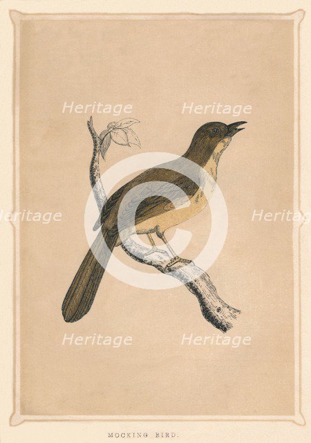 'Mocking Bird', (Mimus polyglottos), c1850, (1856). Artist: Unknown.