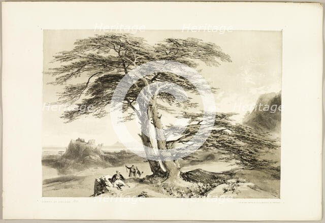 Cedars of Lebanon, from The Park and the Forest, 1841. Creator: James Duffield Harding.