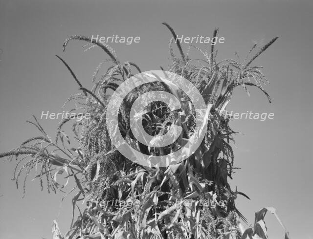 Shocked corn in field of FSA borrower, Sunset Valley, Malheur County, Oregon, 1939. Creator: Dorothea Lange.
