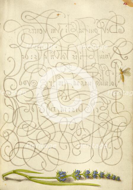 Insect and Hyssop; Mira calligraphiae monumenta, 1561-1562; illumination added 1591-1596. Creator: Joris Hoefnagel.
