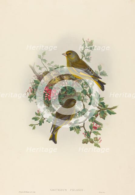 Ligurinus chloris (Greenfinch). Creators: John Gould, Henry Constantine Richter.