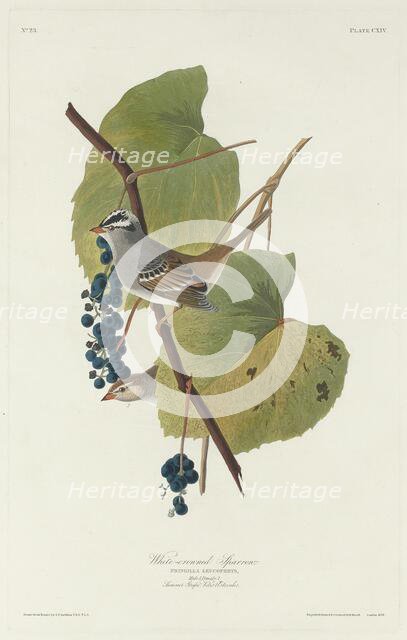 White-crowned Sparrow, 1831. Creator: Robert Havell.