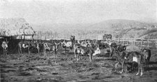 ''Un troupeau de boeufs a Madagascar; Iles Africaines de la mer des Indes', 1914. Creator: Unknown.