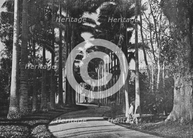 'Cabbage Palms in Peradeniya Gardens', c1890, (1910). Artist: Alfred William Amandus Plate.