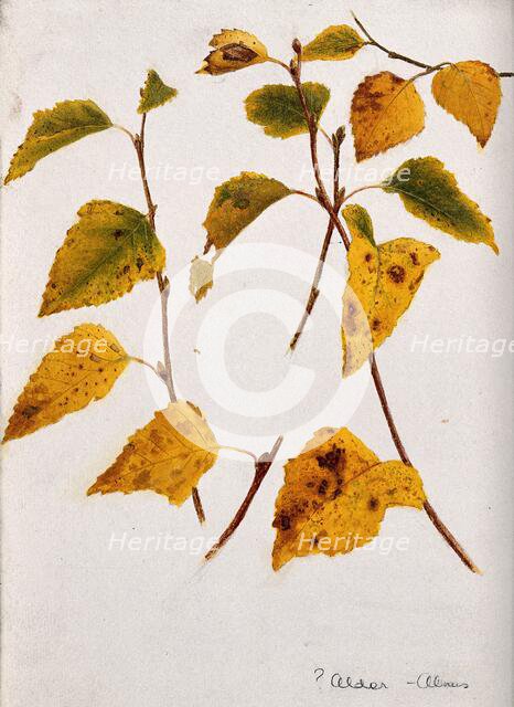 Autumn leaves of alder (Alnus species)., c19th century. Creator: Unknown.