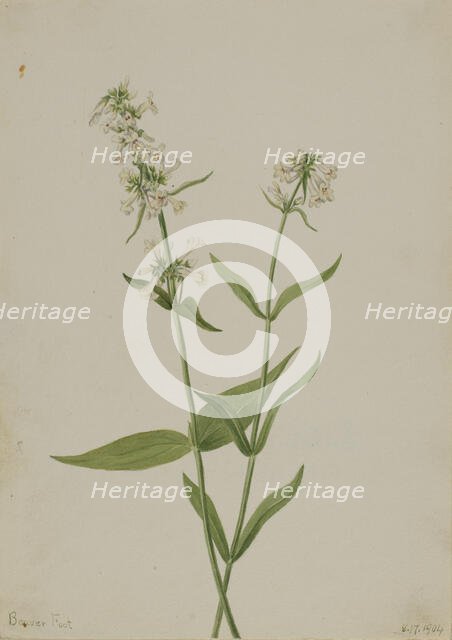 Yellow Pentstemon (Pentstemon confertus), 1904. Creator: Mary Vaux Walcott.