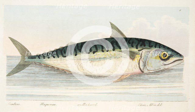 The Mackerel, from A Treatise on Fish and Fish-ponds, pub. 1832 (hand coloured engraving)