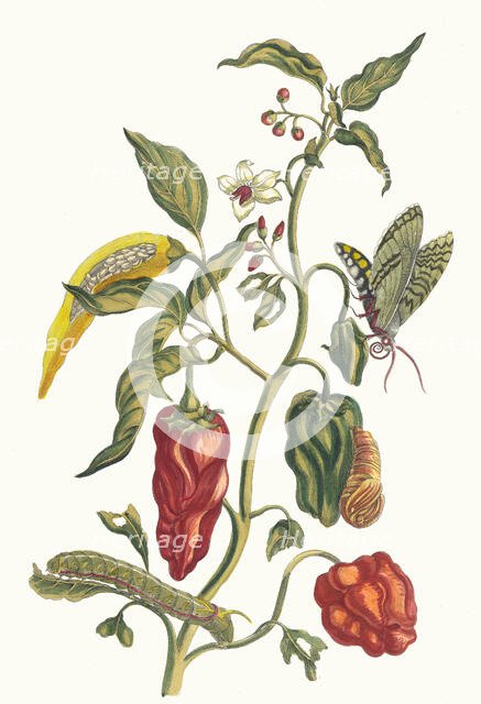 Poivre d'jnde. From the Book Metamorphosis insectorum Surinamensium, 1705. Creator: Merian, Maria Sibylla (1647-1717).