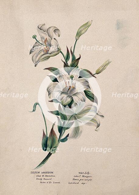 Madonna lily or bourbon lily (Lilium candidum): flowering stem, (c1850?). Creator: Unknown.