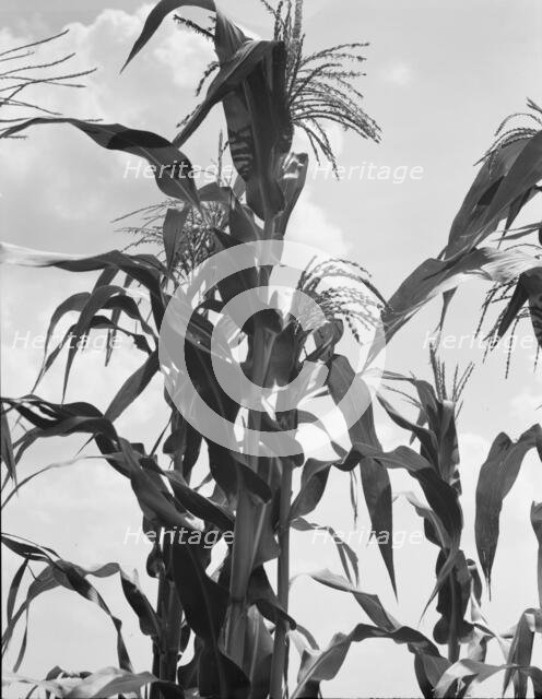 Corn, Washington County, Mississippi, 1937. Creator: Dorothea Lange.