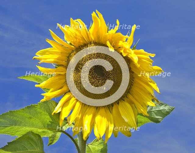 Sunflower, Osborne House, East Cowes, Isle of Wight, 2008. Creator: Peter Williams.
