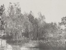 A Marsh, c1852. Creator: Adalbert Cuvelier.