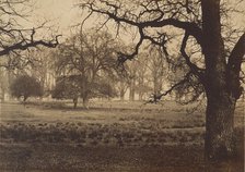 Windsor Park, Deer Feeding, 1850s. Creator: W. H. Nicholl.